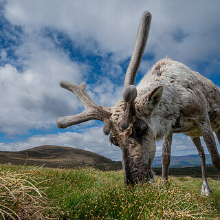 Cairngorms - Reindeer